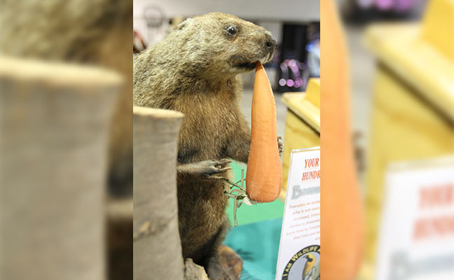 Managing Ground Rodents